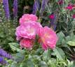 Catherine de Kerchove rose photo