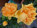 Carolyn Knight rose photo