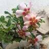 Coral Babylon Eyes rose photo
