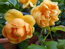 Carolyn Knight rose photo