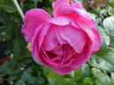 Anuschka rose photo
