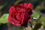 Collegiate Pride rose photo