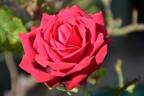 Collegiate Pride rose photo