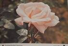 Everest Double Fragrance rose photo