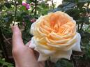 Diamond Wedding rose photo