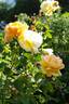 Fred Howard rose photo