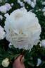 Madame Edouard Doriat peony photo