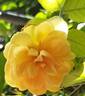 Carolyn Knight rose photo