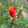 Autumn rose photo
