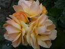 Hansestadt Rostock rose photo