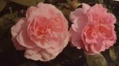 Chun Chao rose photo