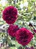 Tradescant rose photo