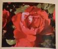 Hong Wu Yue rose photo