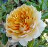 Ginger Syllabub rose photo
