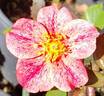 The Imposter rose photo