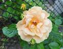 Skyline rose photo
