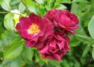 Nachtnymphe rose photo