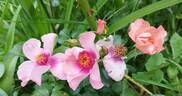 Orienta rose photo