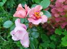 Orienta rose photo