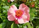 Orienta rose photo
