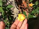Sutter's Gold, Cl. rose photo