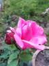 Madame Marie Croibier rose photo