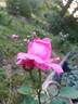 Madame Marie Croibier rose photo