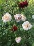 Apricot Glow rose photo