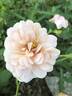 Apricot Glow rose photo