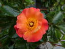 Bee Proud rose photo