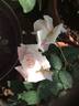 Anniversary Waltz rose photo