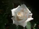 Anniversary Waltz rose photo