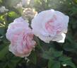 Chloris rose photo
