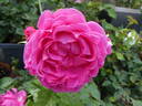 Anuschka rose photo