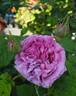 Duchesse de Rohan rose photo