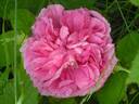 Duchesse de Rohan rose photo