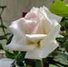 Leading Lady ™ rose photo