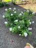 Easy Spirit ™ rose photo