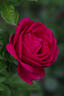 Für Elise rose photo