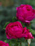 Für Elise rose photo