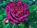 Tradescant rose photo
