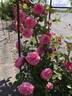 AKA 226-19.1 rose photo