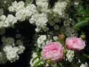 Belle sans flatterie rose photo