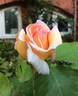 Polly rose photo