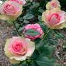 Table Mountain rose photo