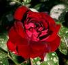 Rose der Einheit rose photo