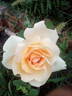 Feu Pernet-Ducher rose photo