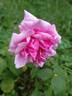 Dernburg rose photo