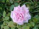 Madame Wagram, Comtesse de Turenne rose photo