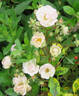 E. N. Ward. rose photo